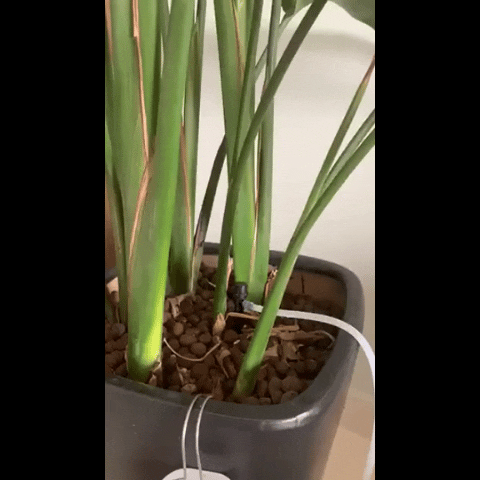 Smart Garden Auto Watering System for Healthy Plant Growth Smart Garden Auto Watering System for Healthy Plant Growth